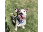 Aurora Borealis - Adoption Pending American Pit Bull Terrier Young Female