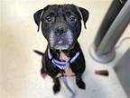 Good Dog American Bulldog Senior Female