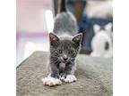 Cedar Domestic Shorthair Kitten Male
