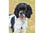Bingo American Cocker Spaniel Young Male
