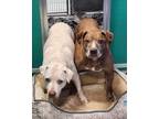 Adopt Sarah a Pit Bull Terrier, Mixed Breed