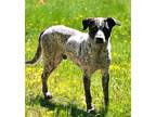 BLUEY Australian Cattle Dog Adult Male