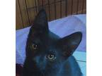 Sandal Domestic Shorthair Kitten Male