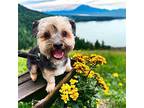 MOMMA MIA Yorkie, Yorkshire Terrier Adult Female
