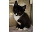 Marcus Domestic Mediumhair Kitten Male
