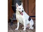 SPOCK American Eskimo Dog Adult Male