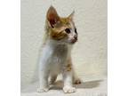Huck American Shorthair Kitten Male