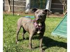 Firefly American Pit Bull Terrier Adult Female
