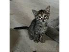 LEMON GRASS Domestic Shorthair Kitten Female