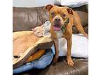 Petunia mini-pittie Mae American Pit Bull Terrier Adult Female