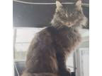 Adopt Connie a Domestic Medium Hair