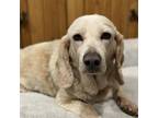 Adopt Annabelle/Pumpkin a Beagle, Cocker Spaniel
