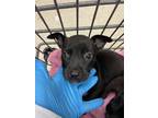 Adopt SYDNEY a Presa Canario