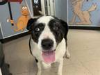 Adopt BELLA a Border Collie, Mixed Breed