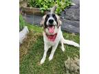 Adopt Purdy DFW a Anatolian Shepherd, Great Pyrenees