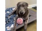 Adopt Harley a Blue Lacy, Mixed Breed