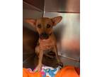Adopt DAISY a Canaan Dog