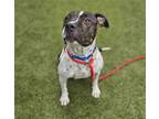 Adopt LOVELY a Bullmastiff