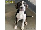 Adopt FLOWER a Pointer