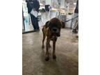 Adopt Asha a Boxer