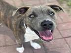 Adopt ROZ a Bull Terrier, Mixed Breed