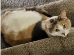 Adopt GUMBALL a Domestic Short Hair