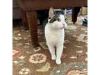Adopt Dolly - Available from Foster a Domestic Short Hair