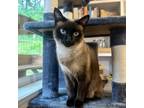 Adopt Callie a Siamese