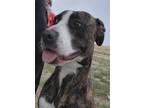 Adopt JELLYBEAN a Pit Bull Terrier, Mixed Breed