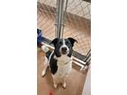 Adopt PIPER a Border Collie, Mixed Breed