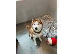 Adopt Harley a Siberian Husky