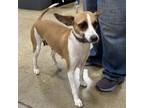 Adopt Fawn a Jack Russell Terrier, Rat Terrier