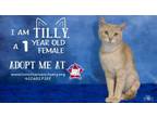 Adopt Tilly a Domestic Short Hair
