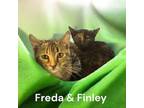 Adopt Finley a Domestic Short Hair