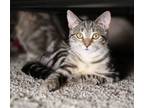 Adopt Cinnamon a Tabby, Domestic Short Hair