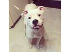 Adopt Bijou (Blu) a Boxer, Mixed Breed
