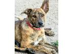Adopt Michelin a Shepherd, Mountain Cur