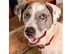 Adopt Hannah a Catahoula Leopard Dog, Terrier