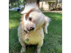 Adopt cassie a Pekingese