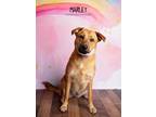 Adopt Marley a Labrador Retriever