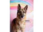 Adopt Fiorosa a German Shepherd Dog