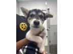 Adopt PO a Husky