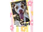 Adopt Angel a Pit Bull Terrier, Mixed Breed