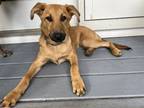 Adopt Stacy (S Puppies) a Labrador Retriever