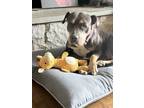 Adopt Lucy the Lucky a American Staffordshire Terrier
