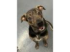 Adopt Mercy a Plott Hound