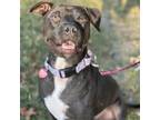 Adopt Pop Tart a Labrador Retriever, Staffordshire Bull Terrier