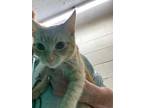Adopt Dior a Domestic Short Hair
