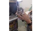 Adopt April a Domestic Short Hair