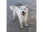 Adopt Queenie a German Shepherd Dog, Siberian Husky